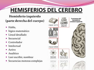 HEMISFERIOS DEL CEREBRO
Hemisferio izquierdo
(parte derecha del cuerpo)
 Habla,
 lógico matemático
 Lineal detallado
 Secuencial
 Controlador
 Intelectual
 Activo
 Analítico

 Leer escribir, nombrar
 Secuencias motoras complejas

 