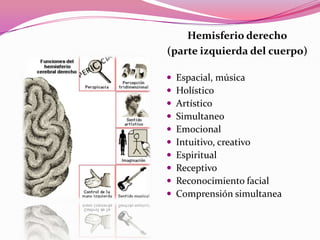 Hemisferio derecho
(parte izquierda del cuerpo)











Espacial, música
Holístico
Artístico
Simultaneo
Emocional
Intuitivo, creativo
Espiritual
Receptivo
Reconocimiento facial
Comprensión simultanea

 