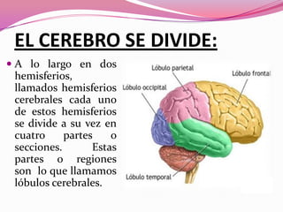 EL CEREBRO SE DIVIDE:
 A lo largo en dos
hemisferios,

llamados hemisferios
cerebrales cada uno
de estos hemisferios
se divide a su vez en
cuatro
partes
o
secciones.
Estas
partes o regiones
son lo que llamamos
lóbulos cerebrales.

 