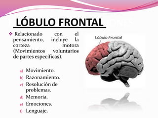 F LÓBULO FRONTAL IONES
 Relacionado

con
el
pensamiento, incluye la
corteza
motora
(Movimientos
voluntarios
de partes específicas).
a)
b)
c)
d)
e)
f)

Movimiento.
Razonamiento.
Resolución de
problemas.
Memoria.
Emociones.
Lenguaje.

 