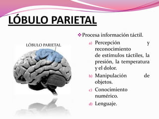 LÓBULO PARIETAL
 Procesa información táctil.
LÓBULO PARIETAL

a)

b)

c)

d)

Percepción
y
reconocimiento
de estímulos táctiles, la
presión, la temperatura
y el dolor.
Manipulación
de
objetos.
Conocimiento
numérico.
Lenguaje.

 