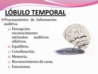 LÓBULO TEMPORAL
Procesamiento de información

auditiva.
a) Percepción
y
reconocimiento
de
estímulos
auditivos
y
olfativos.
b) Equilibrio.
Lóbulo Temporal
c) Coordinación.
d) Memoria.
e) Reconocimiento de caras.
f) Emociones.

 