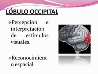 LÓBULO OCCIPITAL
Percepción

e

interpretación
de
estímulos
visuales.
Reconocimient

o espacial.

 