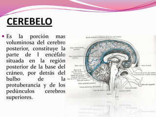 CEREBELO
 Es

la porción mas
voluminosa del cerebro
posterior, constituye la
parte de l encéfalo
situada en la región
posterior de la base del
cráneo, por detrás del
bulbo
de
la
protuberancia y de los
pedúnculos
cerebros
superiores.

 