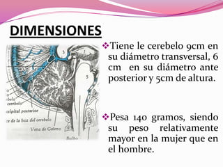 DIMENSIONES
Tiene le cerebelo 9cm en

su diámetro transversal, 6
cm en su diámetro ante
posterior y 5cm de altura.

Pesa 140 gramos, siendo

su peso relativamente
mayor en la mujer que en
el hombre.

 