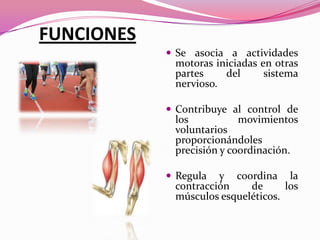 FUNCIONES
 Se asocia a actividades

motoras iniciadas en otras
partes
del
sistema
nervioso.

 Contribuye al control de

los
movimientos
voluntarios
proporcionándoles
precisión y coordinación.

 Regula

y coordina la
contracción
de
los
músculos esqueléticos.

 