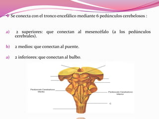  Se conecta con el tronco encefálico mediante 6 pedúnculos cerebelosos :

a)

2 superiores: que conectan al mesencéfalo (a los pedúnculos
cerebrales).

b)

2 medios: que conectan al puente.

a)

2 inferiores: que conectan al bulbo.

 