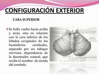 CONFIGURACIÓN EXTERIOR
CARA SUPERIOR
 Se halla vuelta hacia arriba

y atrás, esta en relación
con la cara inferior de los
lóbulos occipitales de los
hemisferios
cerebrales,
separado por un tabique
nervioso, dependencia de
la duramadre craneal, que
recibe el nombre de tienda
del cerebelo.

 