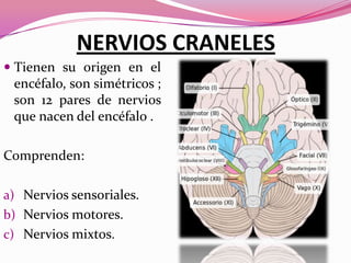 NERVIOS CRANELES
 Tienen su origen en el
encéfalo, son simétricos ;
son 12 pares de nervios
que nacen del encéfalo .

Comprenden:
a) Nervios sensoriales.
b) Nervios motores.
c) Nervios mixtos.

 