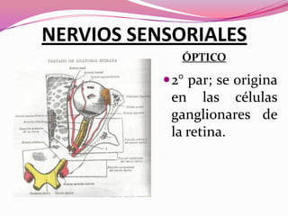 NERVIOS SENSORIALES
ÓPTICO

 2° par; se origina

en las células
ganglionares de
la retina.

 
