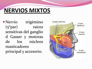 NERVIOS MIXTOS
 Nervio

trigémino
(5°par)
raíces
sensitivas del ganglio
d Gasser y motoras
de
los
núcleos
masticadores
principal y accesorio.

 