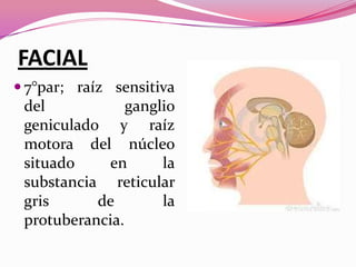 FACIAL
 7°par; raíz sensitiva

del
ganglio
geniculado y raíz
motora del núcleo
situado
en
la
substancia reticular
gris
de
la
protuberancia.

 