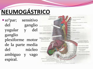 NEUMOGÁSTRICO
 10°par;

sensitivo
del
ganglio
yugular y del
ganglio
plexiforme motor
de la parte media
del
núcleo
ambiguo y vago
espiral.

 
