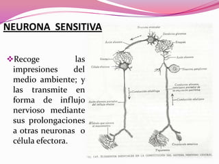 NEURONA SENSITIVA
Recoge
las
impresiones
del
medio ambiente; y
las transmite en

forma de influjo
nervioso mediante
sus prolongaciones
a otras neuronas o
célula efectora.

 