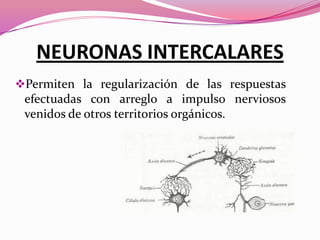 NEURONAS INTERCALARES
Permiten la regularización de las respuestas
efectuadas con arreglo a impulso nerviosos
venidos de otros territorios orgánicos.

 