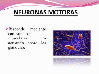 FUNCIONES DEL MOTORAS
NEURONASSISTEMA NERVIOSO

Responde

mediante
contracciones
musculares
o
actuando sobre las
glándulas.

 