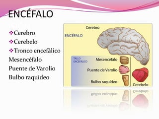 ENCÉFALO
ISIÓN

Cerebro
Cerebelo
Tronco encefálico

Mesencéfalo
Puente de Varolio
Bulbo raquídeo

 