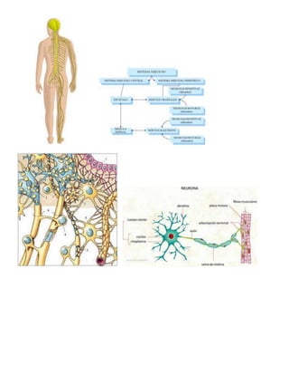 Sistema nervisos y endocrino dibujos