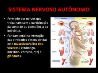 Sistema nervoso 9º ano 