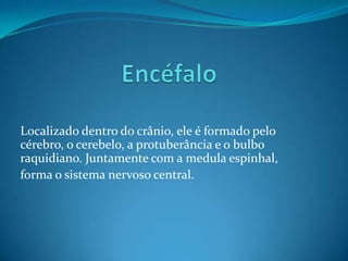 Estrutura de um Neurônio Motor