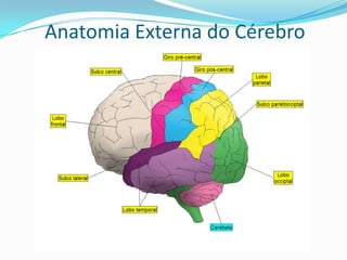 Cérebro: O cérebro é considerado o centro nervoso mais                                                                     importante de todo o sistema nervoso, uma vez que controla a sensibilidade consciente, a mobilidade e a inteligência.