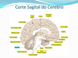 Cerebelo: Ele é o responsável pela coordenação dos movimentos comandados pelo cérebro e pelo equilíbrio do corpo, uma vez que está ligado aos canais semicondutores do ouvido interno.