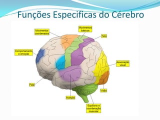 Protuberância: Também chamada de ponte, ela está localizada logo abaixo do cérebro. Como o próprio nome indica, sua função é levar ao cérebro os impulsos nervosos enviados pelo corpo.