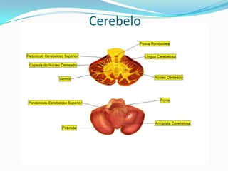 Bulbo : Posicionado na base do crânio, o bulbo controla atividades essenciais para a vida, como os batimentos do coração e a respiração.Anatomia Externa do Cérebro