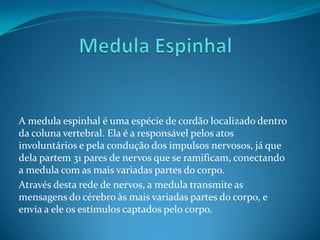 Corte Sagital do Cerebro