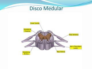 Funções Especificas do Cérebro