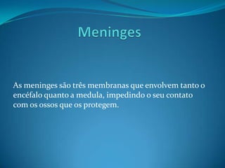 Cerebelo