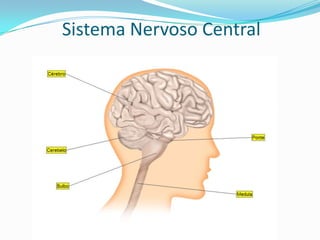 Sistema Nervoso Periférico