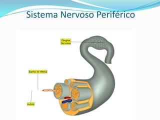 NeurôniosOs neurônios são células que têm a função de levar até os órgãos as ordens do encéfalo e até o encéfalo os estímulos captados pelos órgãos. Ele é formado basicamente por três partes: os dendritos