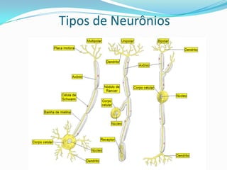 Sinapse: É a comunicação entre o axônio de um     neurônio e o dendrito de outro    (ou a membrana de uma célula).