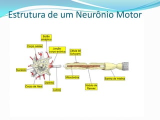 Tipos de Neurônios