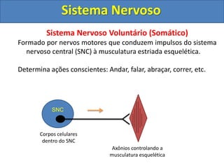 Sistema Nervoso
Sistema Nervoso Autônomo (vegetativo ou visceral)
Constituído por nervos motores que conduzem impulsos do ...