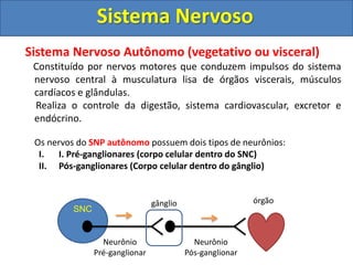 Sistema Nervoso
Sistema Nervoso Autônomo
É dividido em duas partes:
I. Simpático
II. Parassimpático
• Sistema Nervoso Simp...