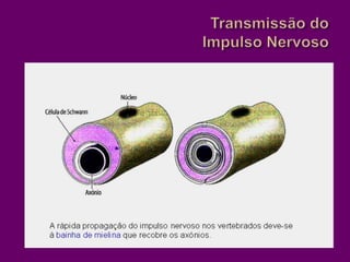 Transmissão do Impulso Nervoso