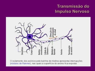 Transmissão do Impulso Nervoso