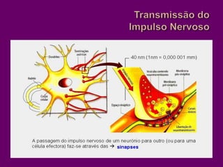 Transmissão do Impulso Nervoso