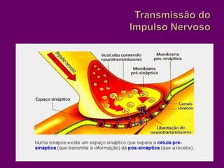Transmissão do Impulso Nervoso