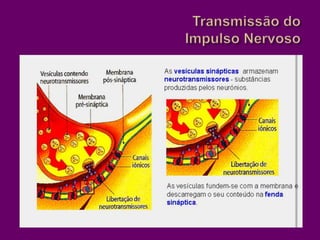Transmissão do Impulso Nervoso