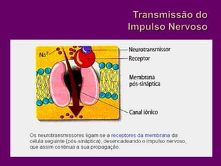 Transmissão do Impulso Nervoso