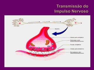 Transmissão do Impulso Nervoso