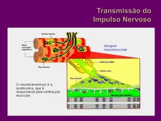 Transmissão do Impulso Nervoso