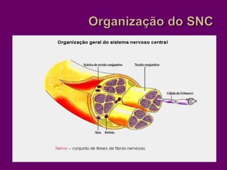 Organização do SNC
