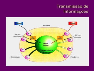 Transmissão de Informações