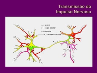 Transmissão do Impulso Nervoso