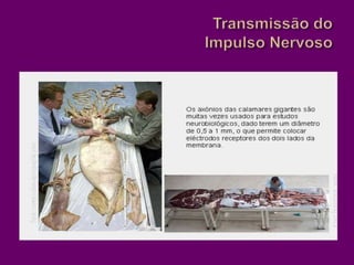 Transmissão do Impulso Nervoso