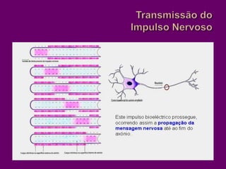 Transmissão do Impulso Nervoso